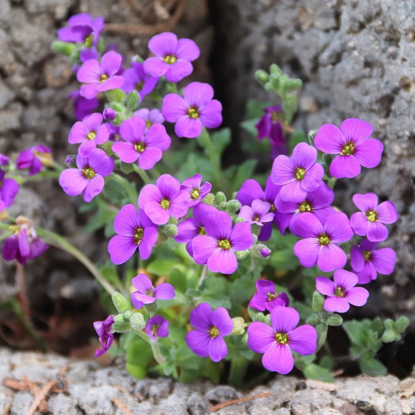 Aubrieta deltoidea <br>ROCK CRESS MIX - Image 7