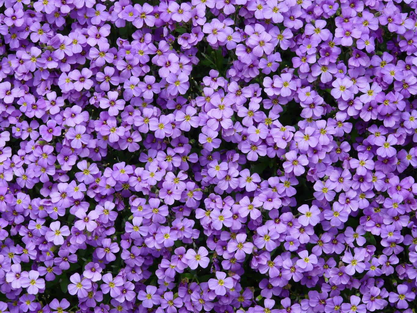 Aubrieta deltoidea <br>ROCK CRESS MIX - Image 8