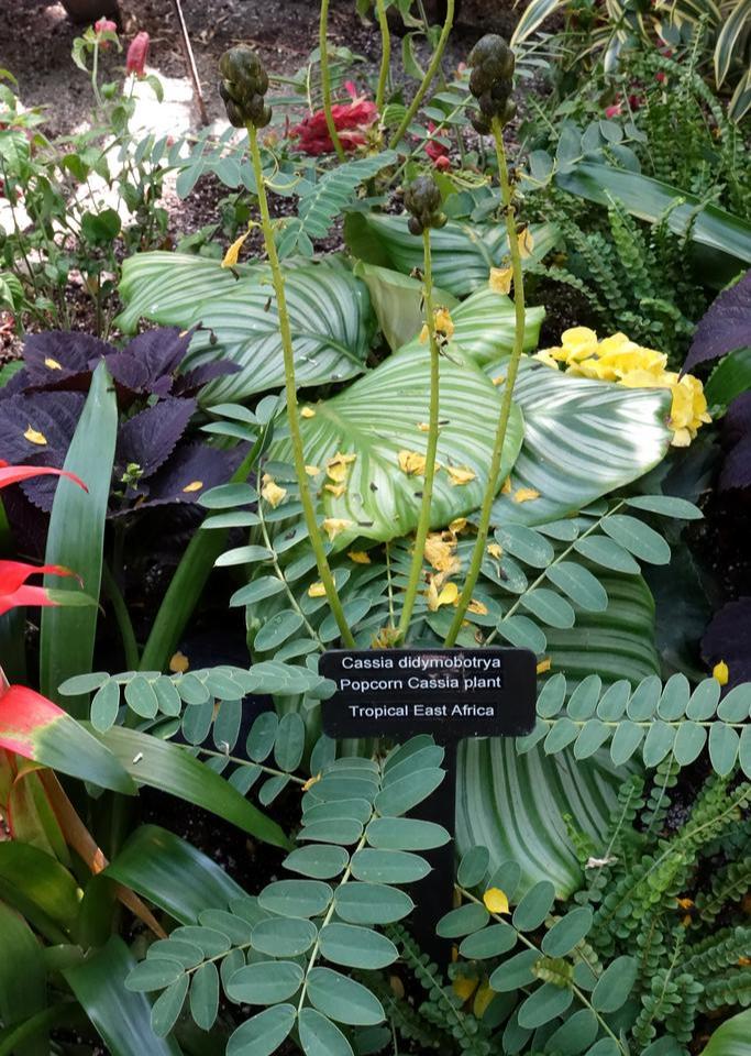 Cassia didymobotrya <br>WILD SENNA, POPCORN BUSH - Image 2
