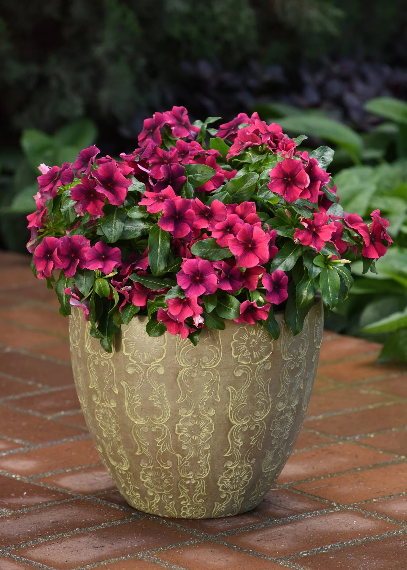 Catharanthus roseus <br>VINCA TATTOO BLACK CHERRY - Image 2
