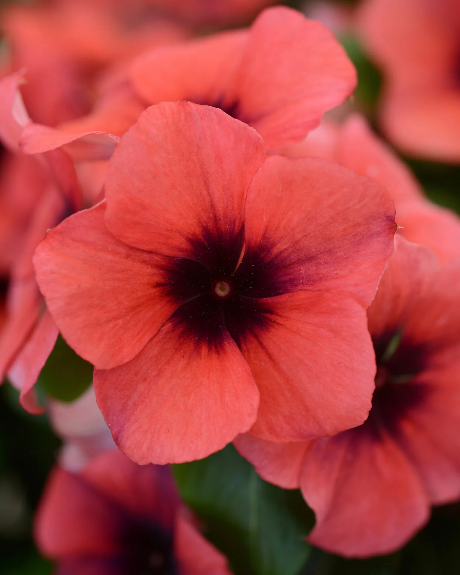 Catharanthus roseus <br>VINCA TATTOO PAPAYA - Image 2