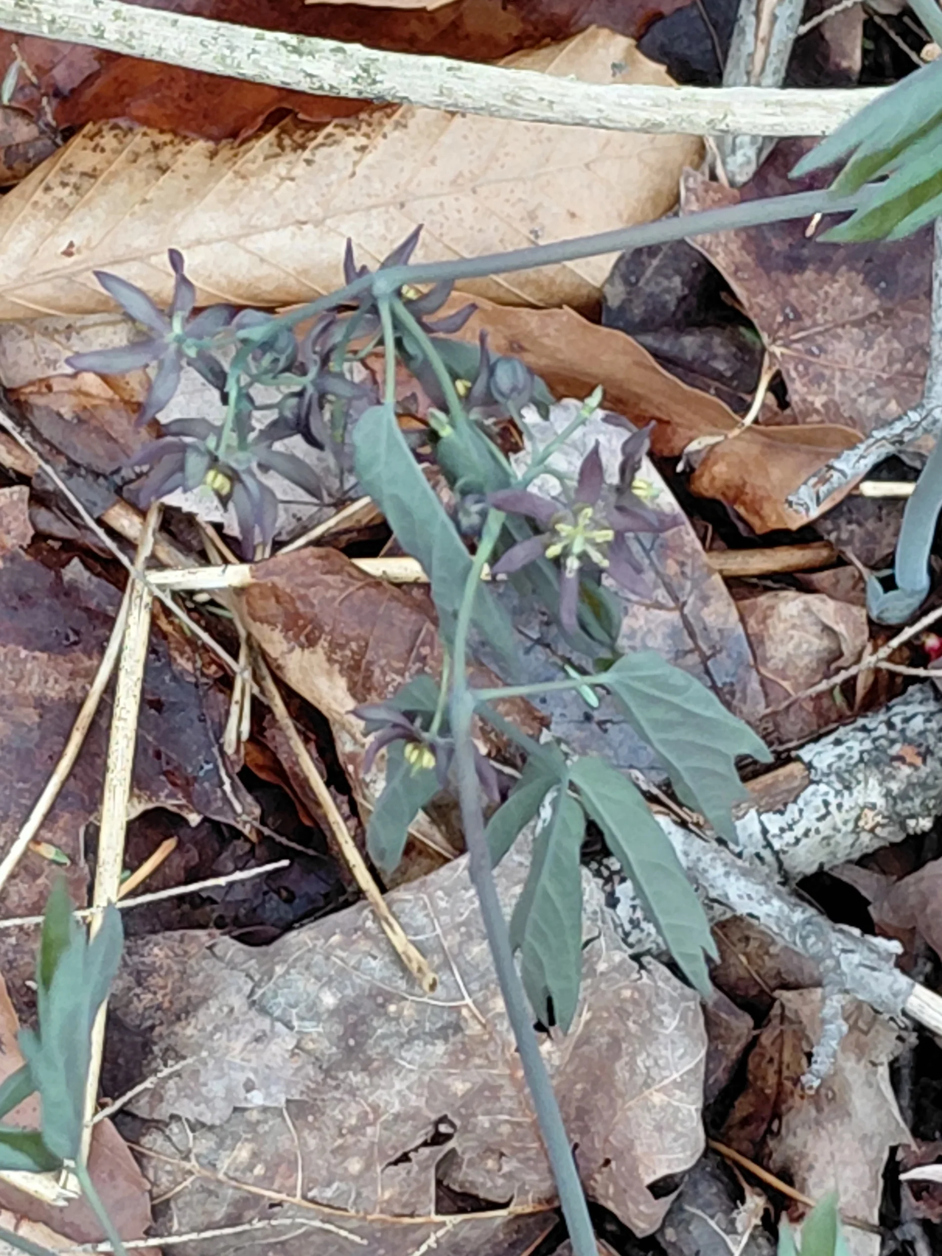 Caulophyllum thalictroides <br>BLUE COHOSH - Image 2