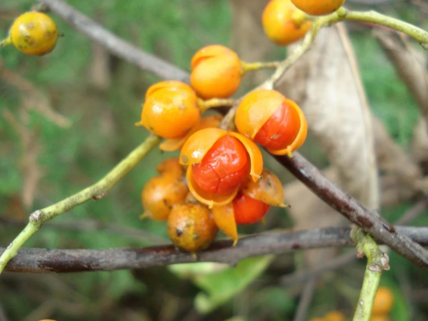 Celastrus scandens <br>BITTERSWEET