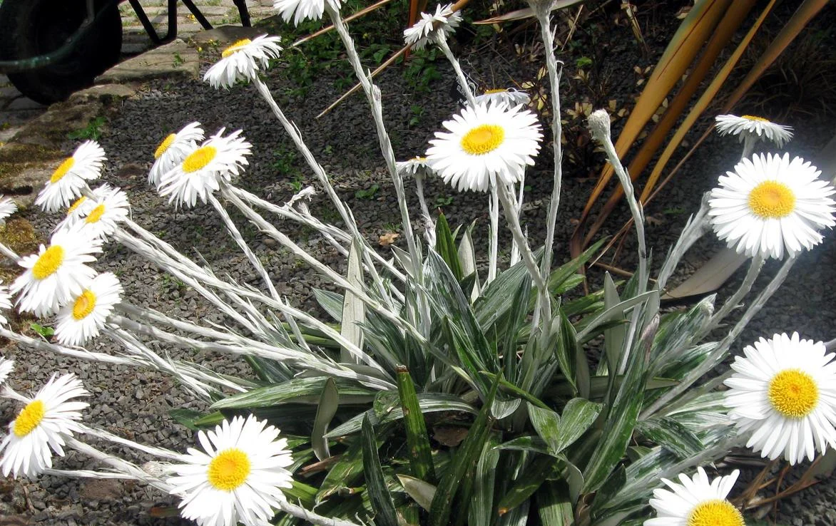 Celmisia spectabilis <br>COTTON DAISY, NEW ZEALAND DAISY