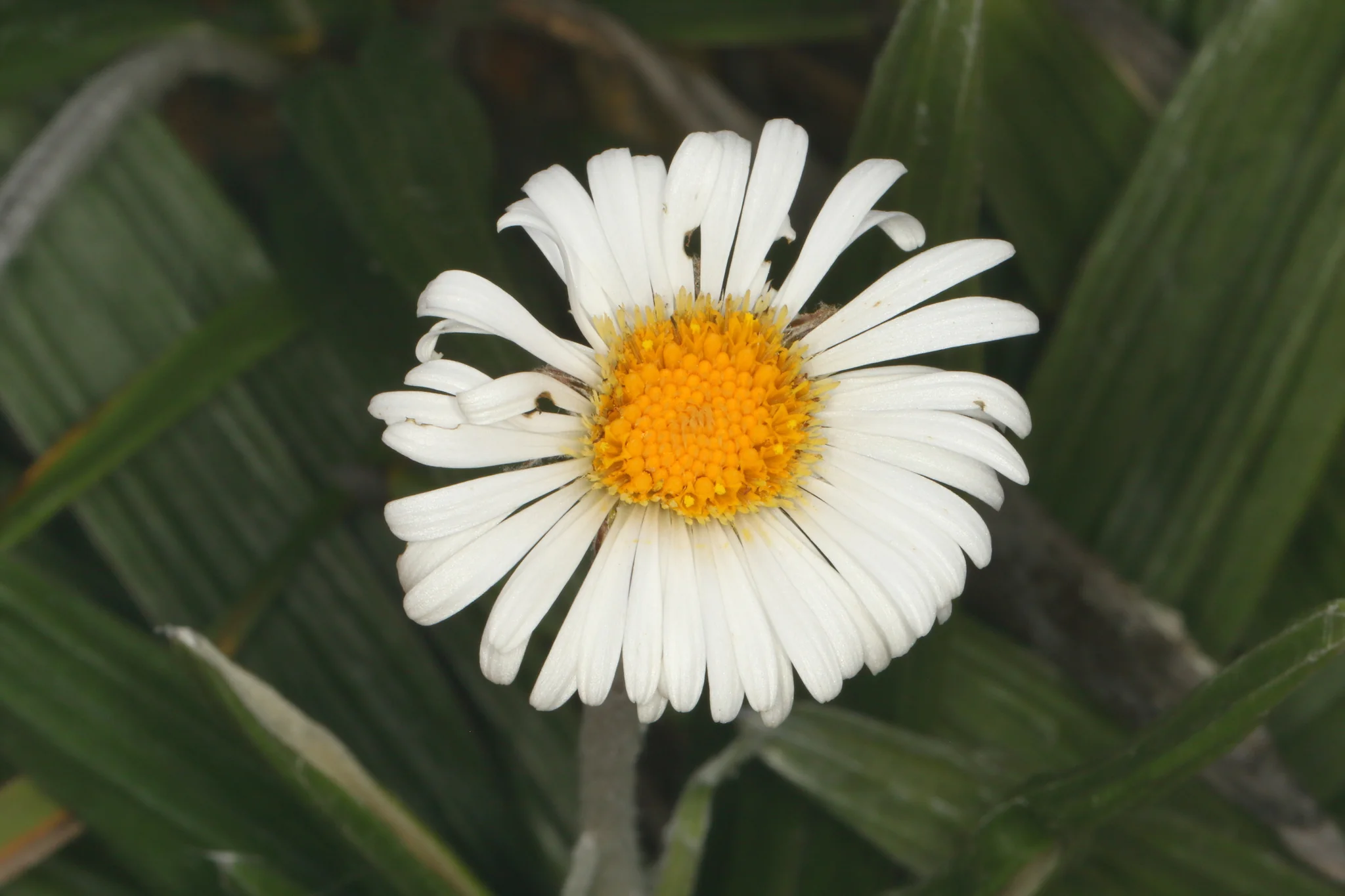 Celmisia spectabilis <br>COTTON DAISY, NEW ZEALAND DAISY - Image 2