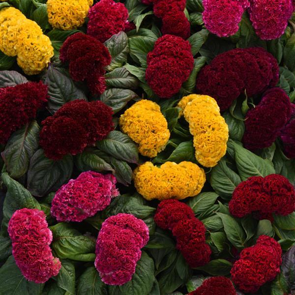 Celosia cristata <br>CELOSIA CONCERTINA MIX
