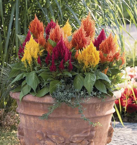 Celosia plumosa <br>CELOSIA FRESH LOOK MIX, FEATHER - Image 2