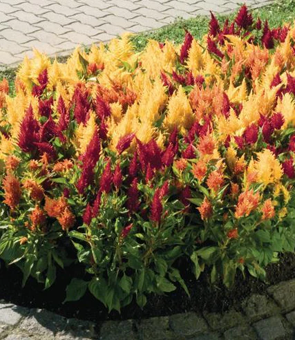 Celosia plumosa <br>CELOSIA FRESH LOOK MIX, FEATHER - Image 3