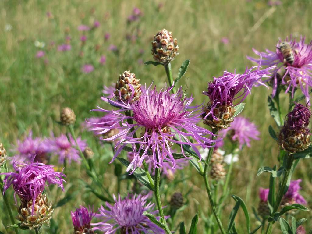 Centaurea jacea <br>BROWN KNAPWEED, STAR THISTLE - Image 2