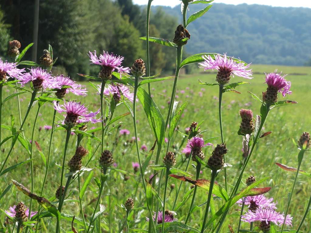 Centaurea jacea <br>BROWN KNAPWEED, STAR THISTLE - Image 3