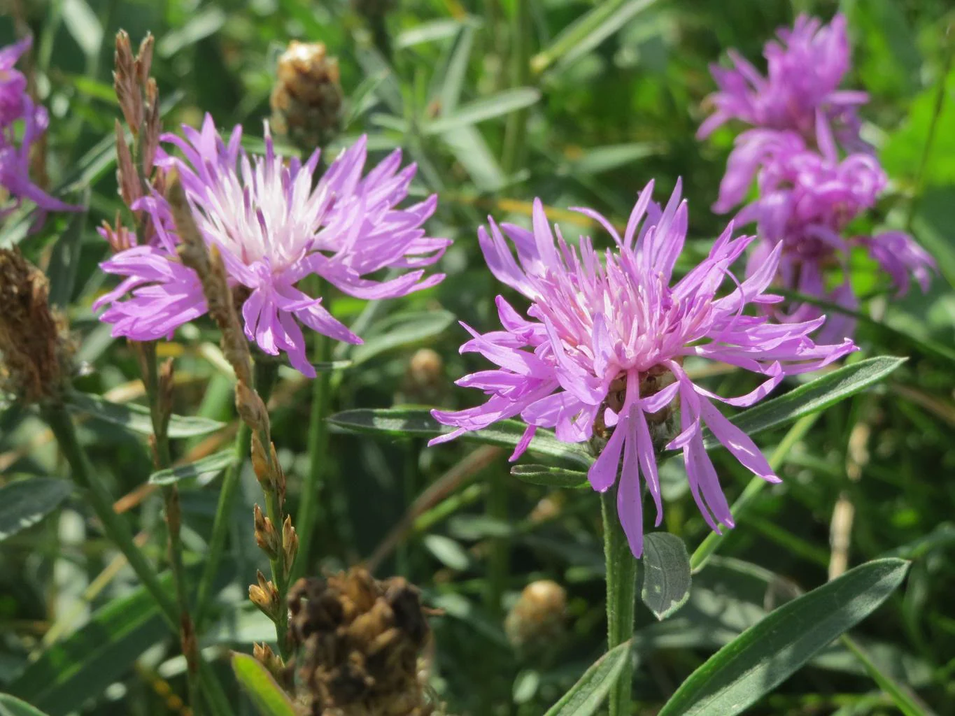 Centaurea jacea <br>BROWN KNAPWEED, STAR THISTLE - Image 4