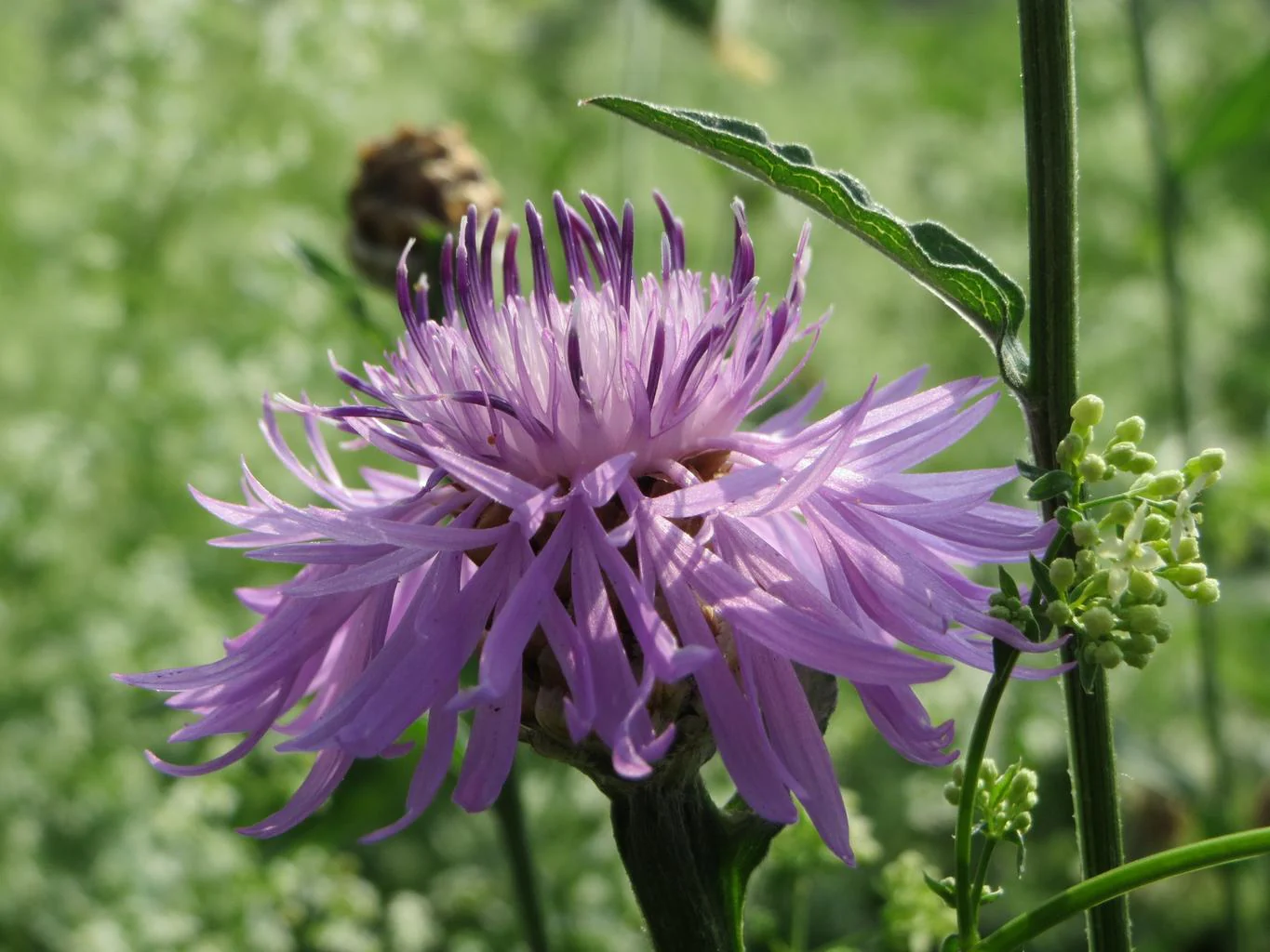 Centaurea jacea <br>BROWN KNAPWEED, STAR THISTLE - Image 5