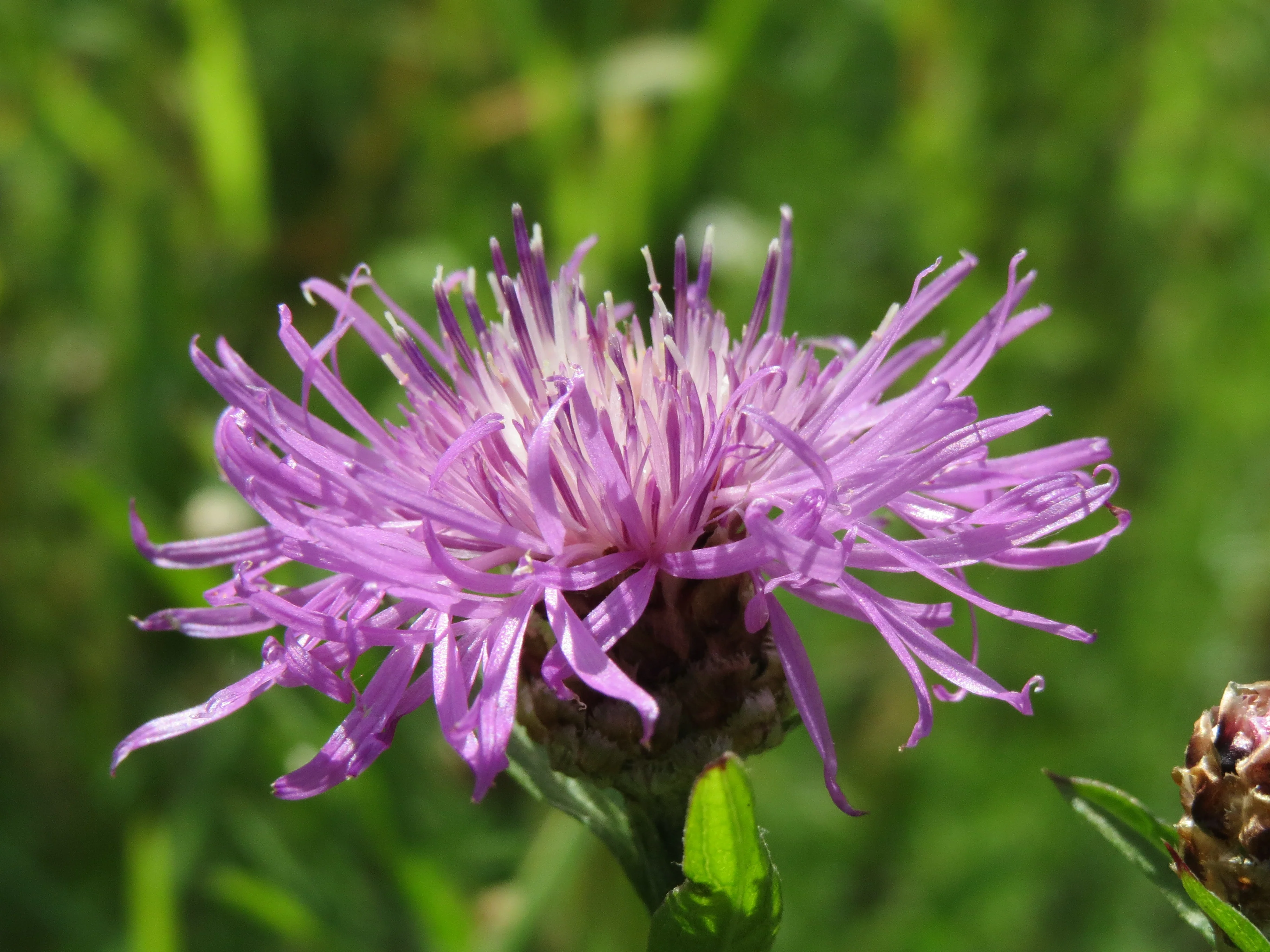 Centaurea jacea <br>BROWN KNAPWEED, STAR THISTLE - Image 6