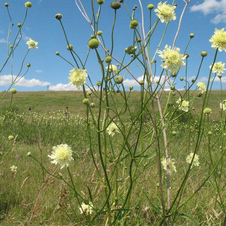 Cephalaria gigantea <br>GIANT SCABIOUS, YELLOW PINCUSHION - Image 2