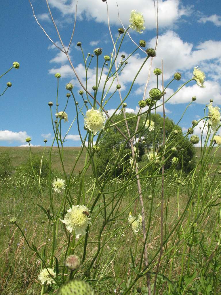 Cephalaria gigantea <br>GIANT SCABIOUS, YELLOW PINCUSHION - Image 3