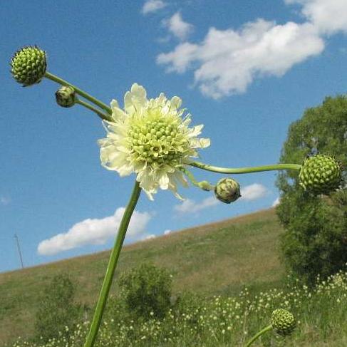 Cephalaria gigantea <br>GIANT SCABIOUS, YELLOW PINCUSHION - Image 4