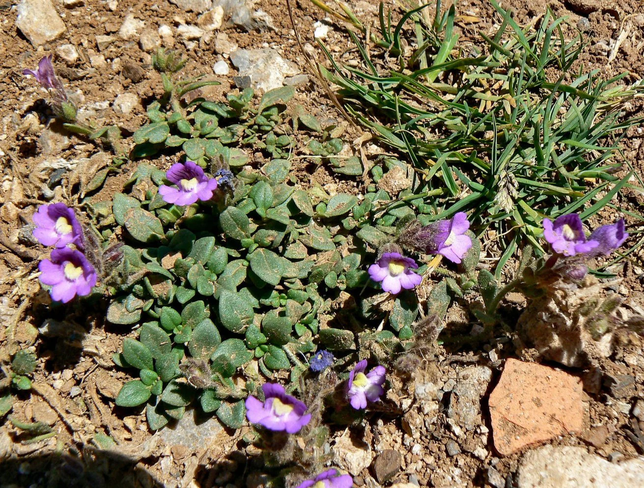 Chaenorhinum origanifolium <br>BLUE DWARF SNAPDRAGON - Image 2
