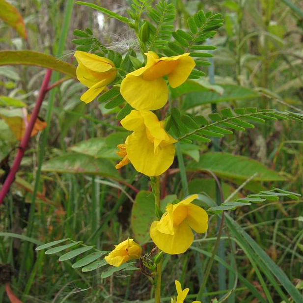 Chamaecrista fasciculata <br>PARTRIDGE PEA - Image 3
