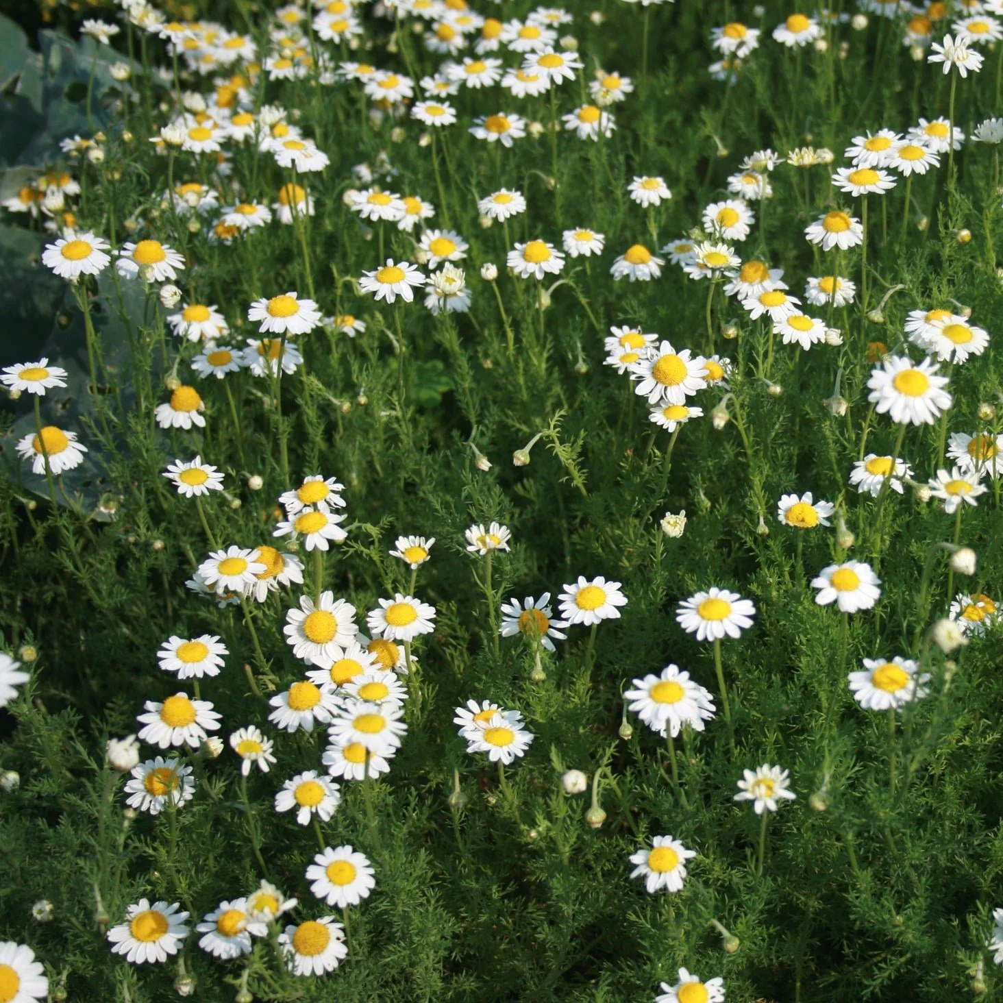 Chamaemelum nobile <br>ROMAN CHAMOMILE