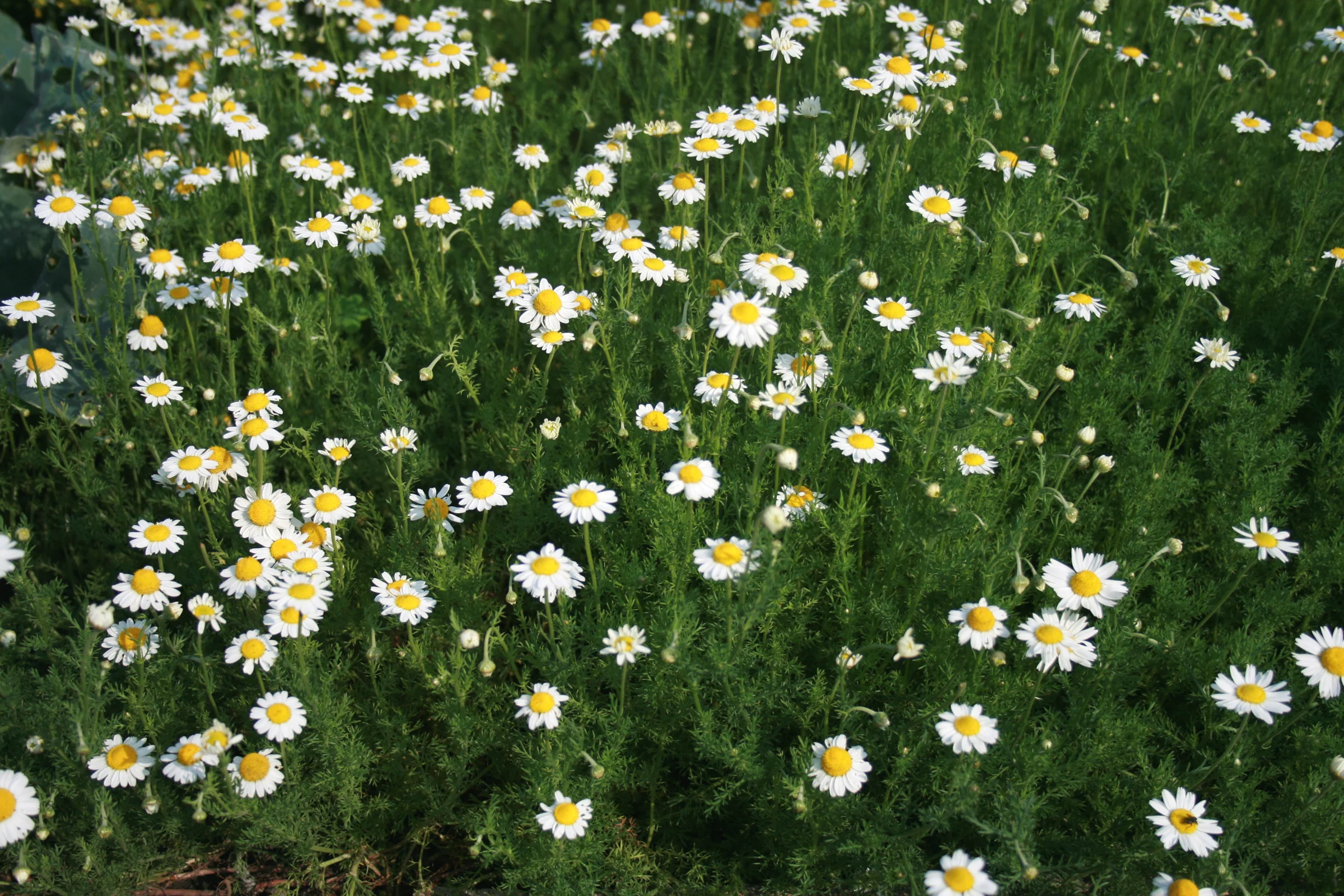 Chamaemelum nobile <br>ROMAN CHAMOMILE - Image 2