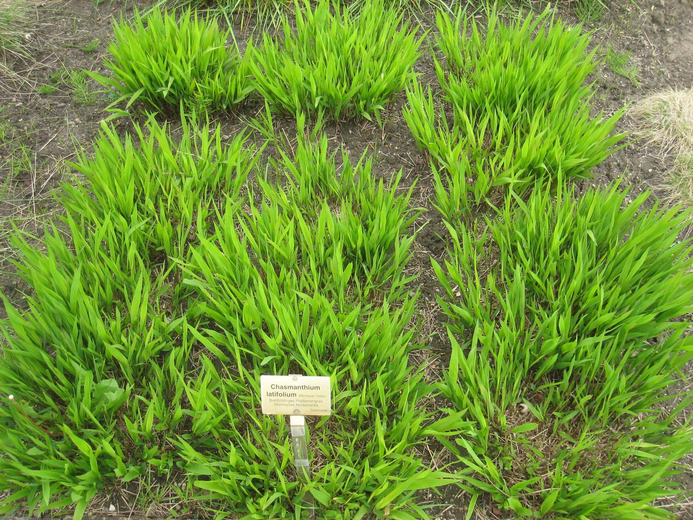 Chasmanthium latifolium <br>SPANGLE GRASS, SEA OATS