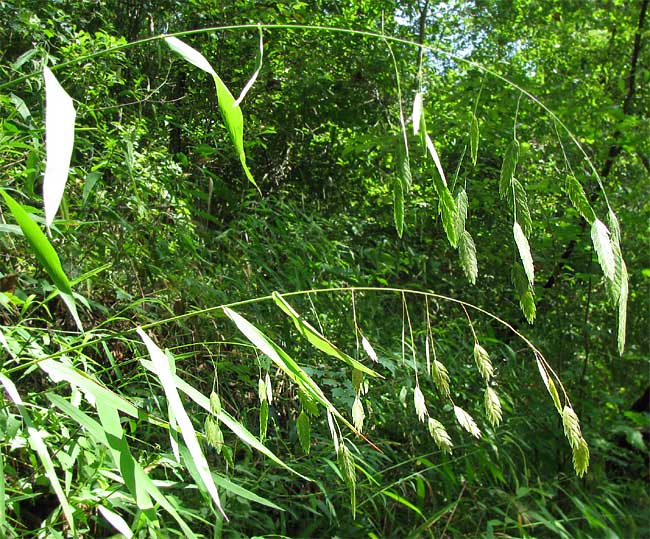 Chasmanthium latifolium <br>SPANGLE GRASS, SEA OATS - Image 2
