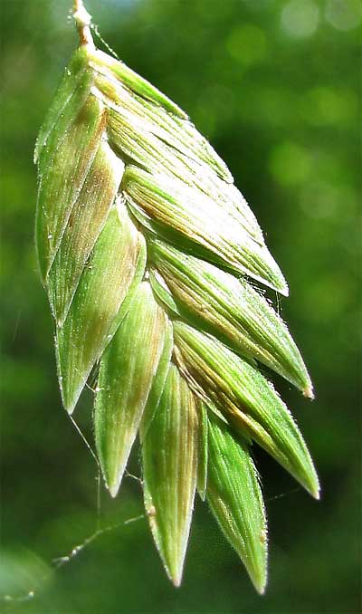 Chasmanthium latifolium <br>SPANGLE GRASS, SEA OATS - Image 3