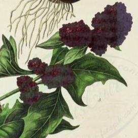 Chenopodium capitatum, Blitum capitatum <br>STRAWBERRY SPINACH, BLITE <br>Grown without Chemicals/Pesticides