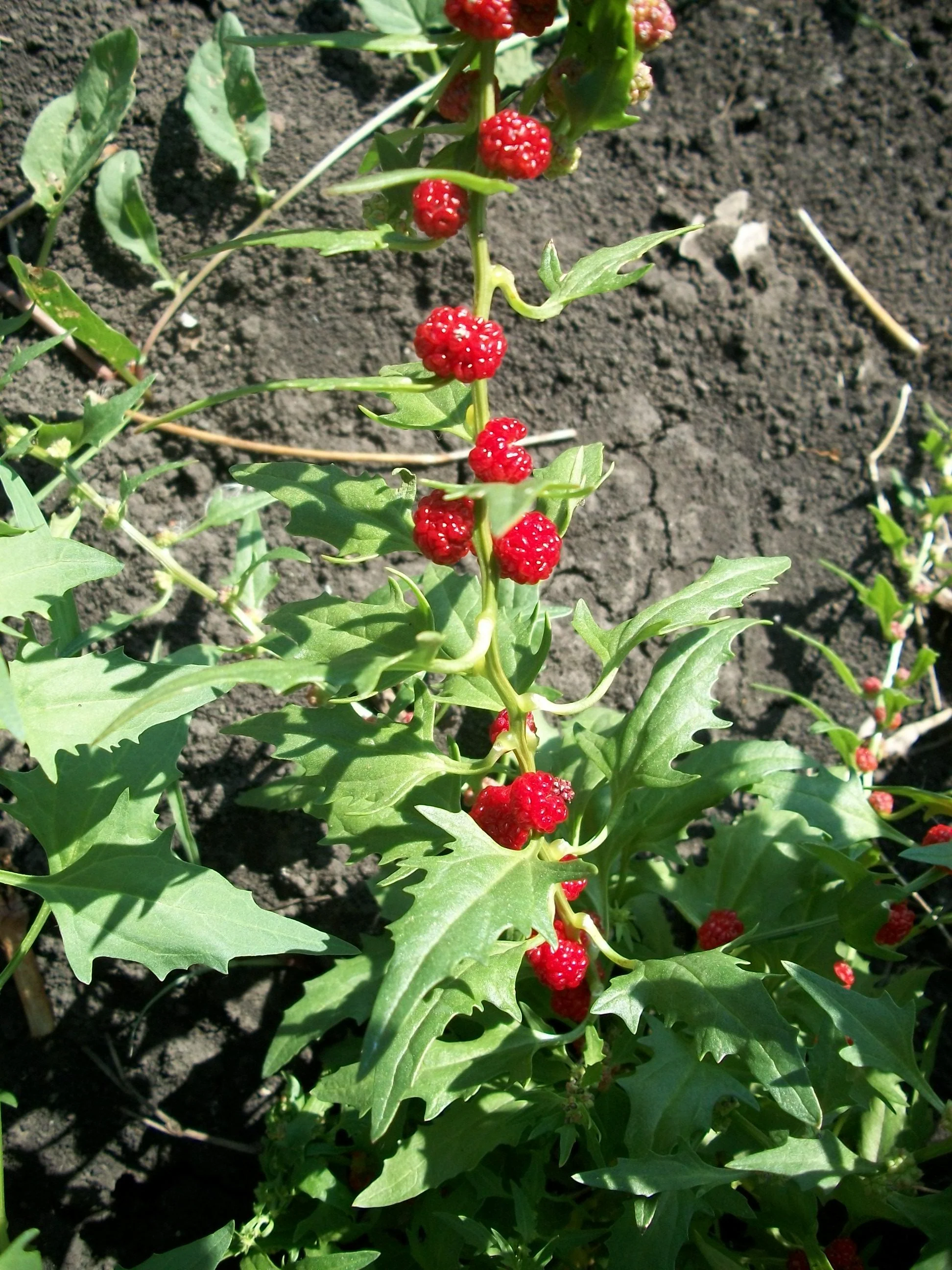 Chenopodium foliosum, Blitum virgatum <br>LEAFY GOOSEFOOT - Image 2