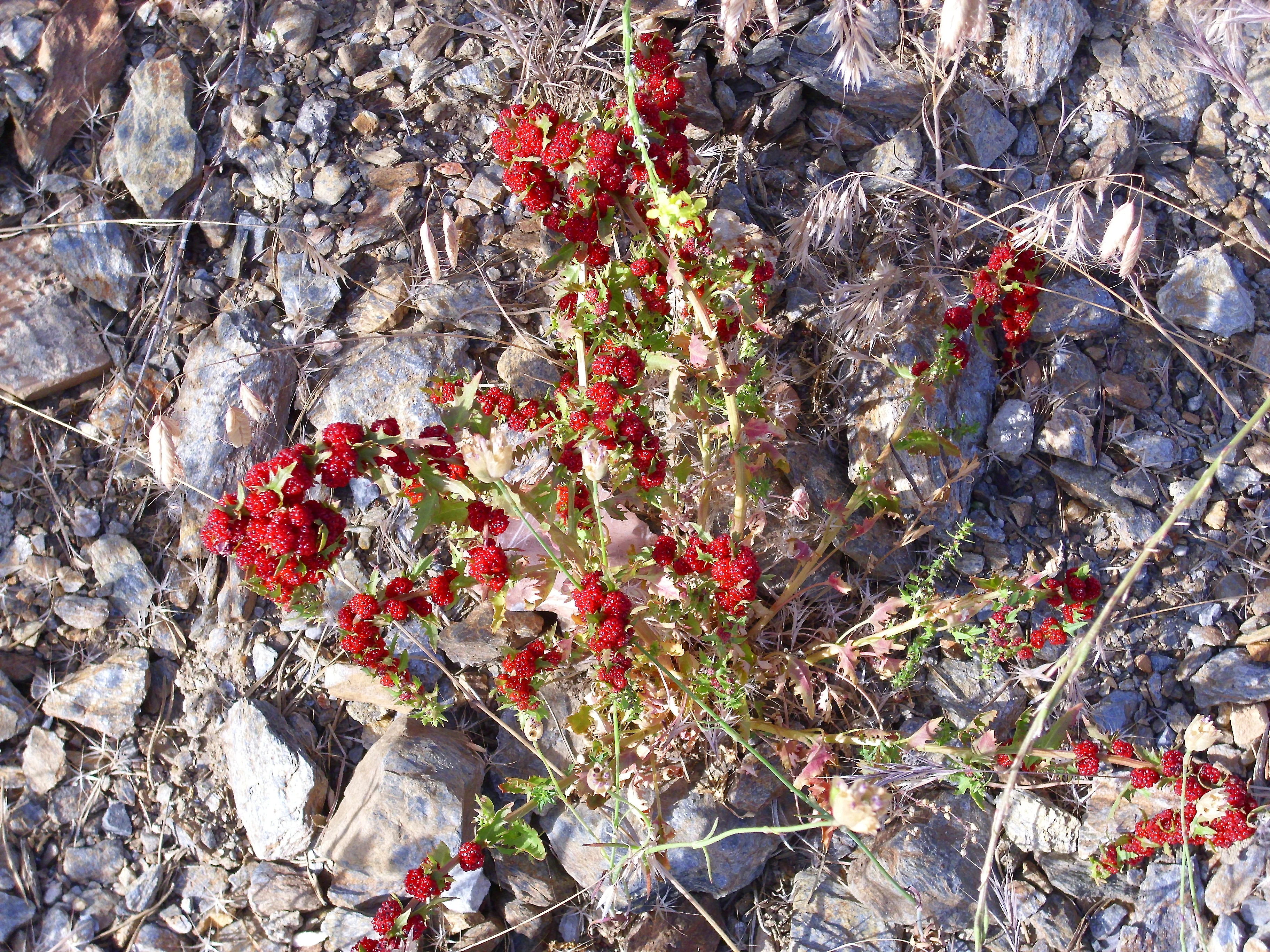 Chenopodium foliosum, Blitum virgatum <br>LEAFY GOOSEFOOT - Image 3