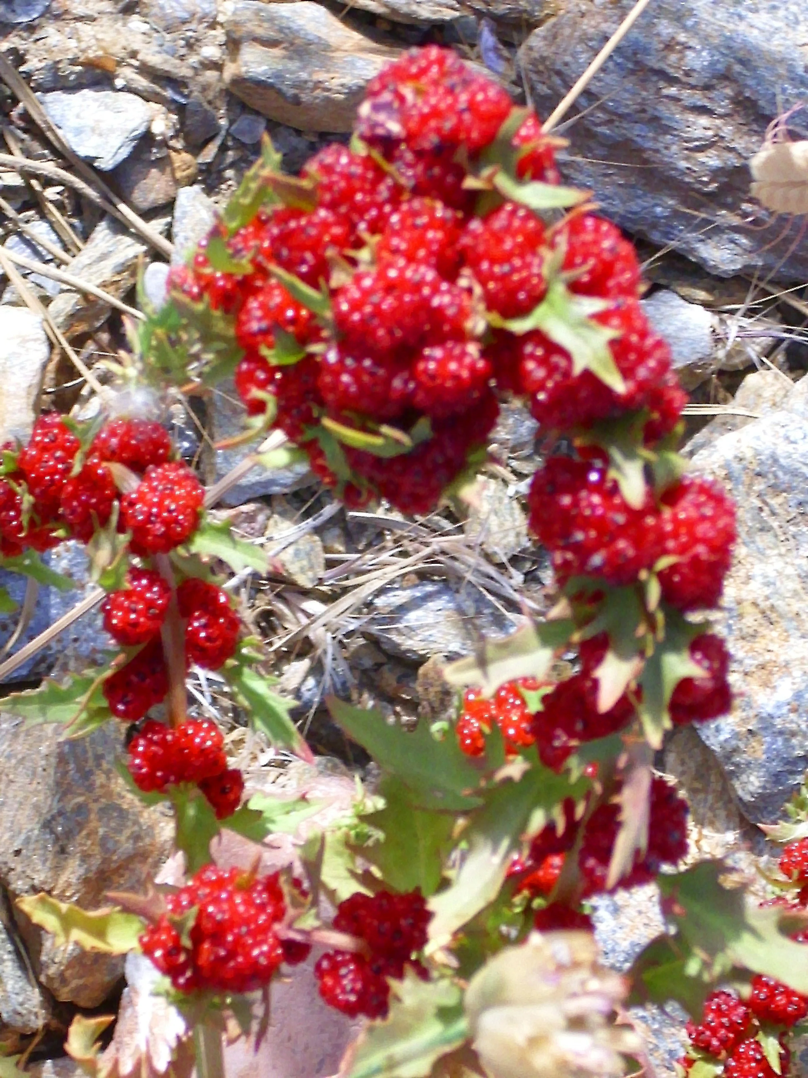 Chenopodium foliosum, Blitum virgatum <br>LEAFY GOOSEFOOT - Image 4