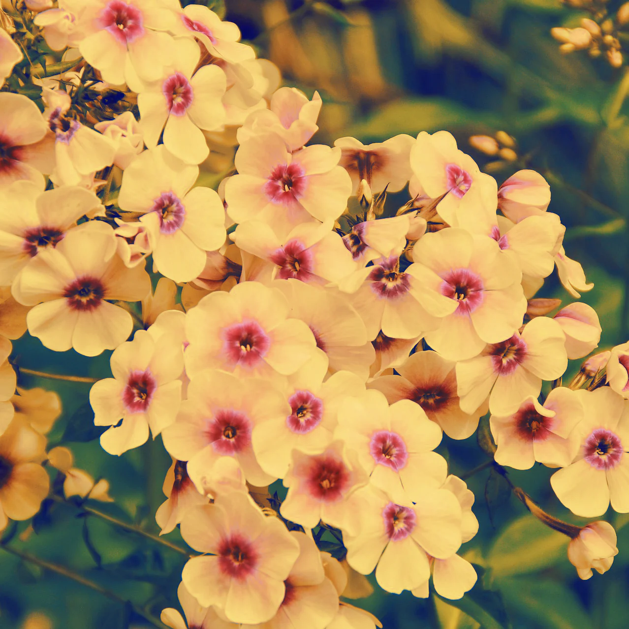 Phlox drummondii <br>CHERRY CARMEL PHLOX
