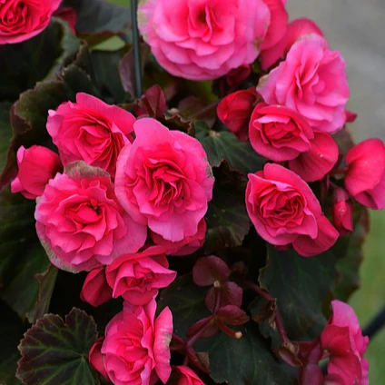 Begonia tuberhybrida <br>BEGONIA MOCCA CHERRY