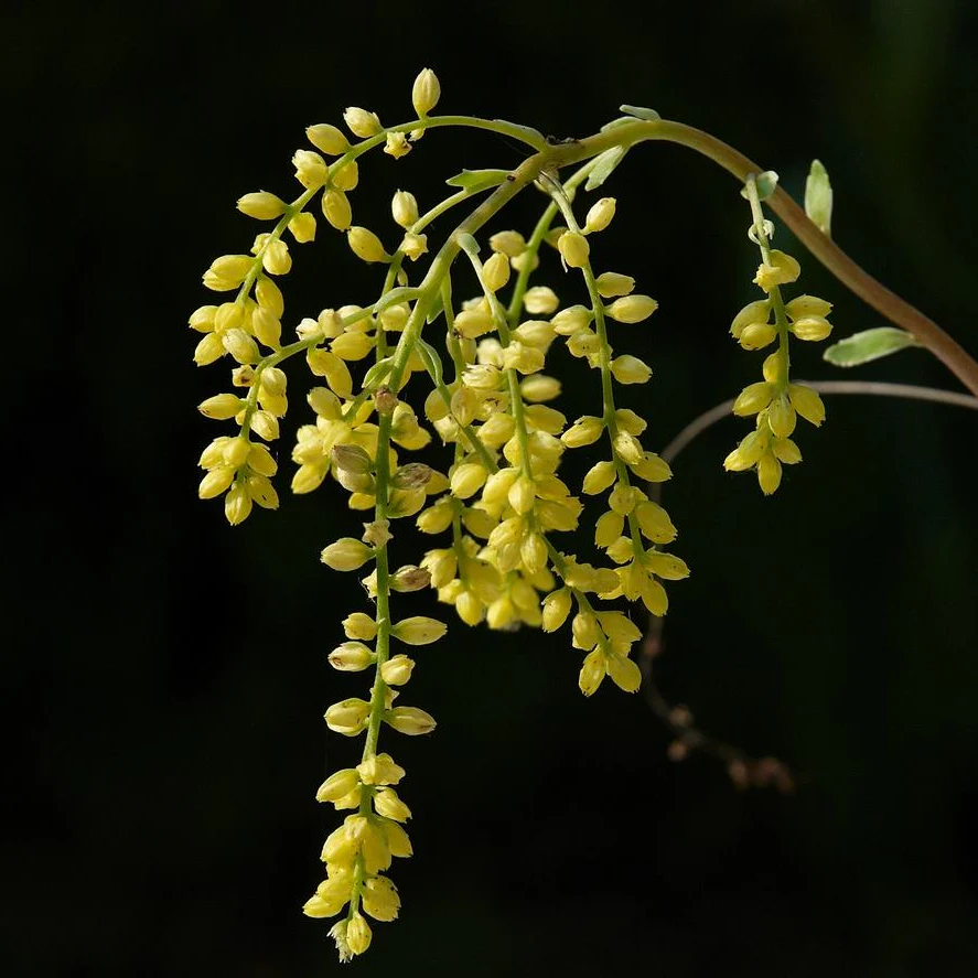 Chiastophyllum oppositifolium, Umbilicus oppositifolius <br>LAMB'S TAIL, GOLD DROP SOLAR YELLOW