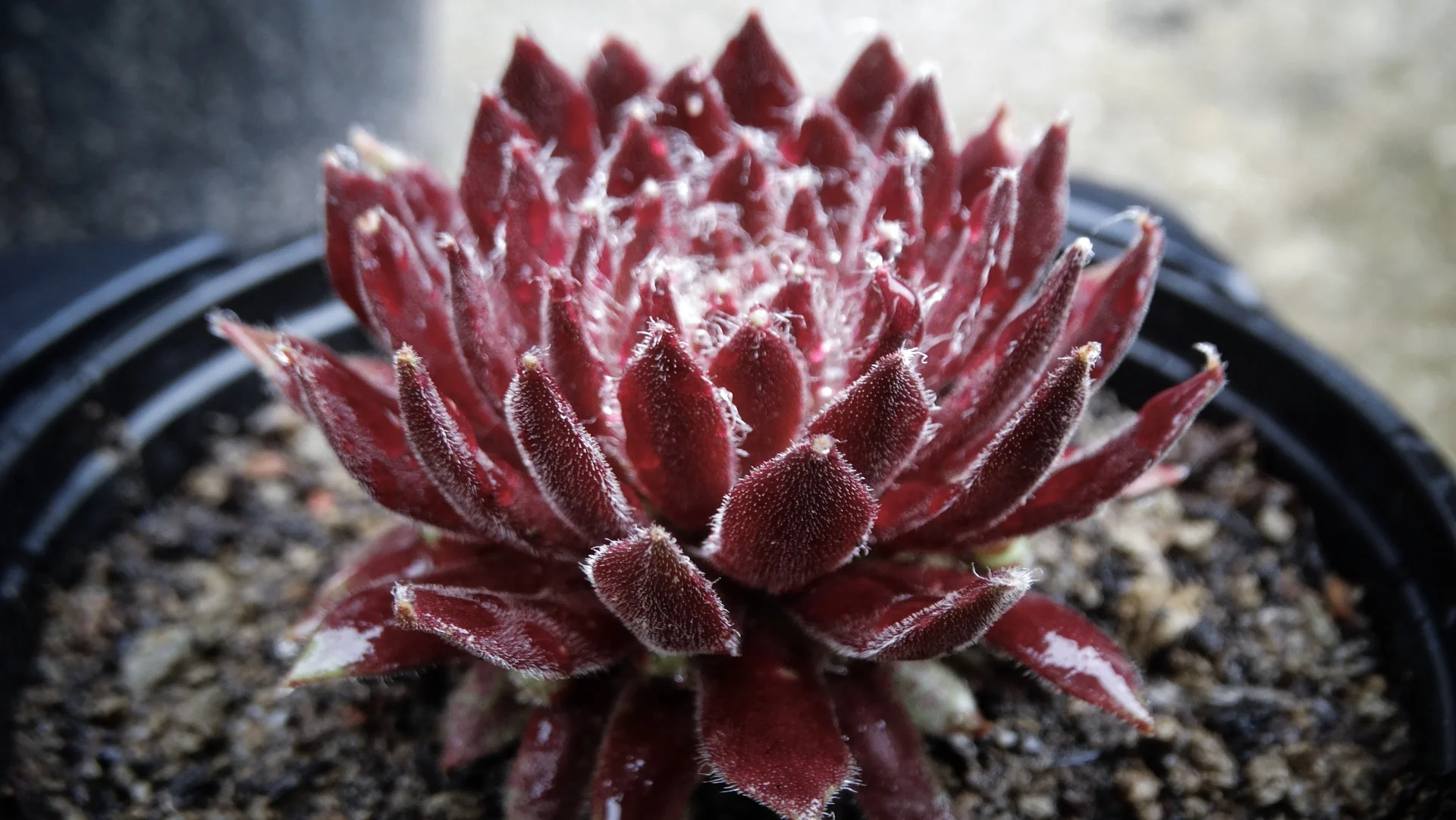 Sempervivum <br>HARDY CHICKS AND HENS MIX - Image 2