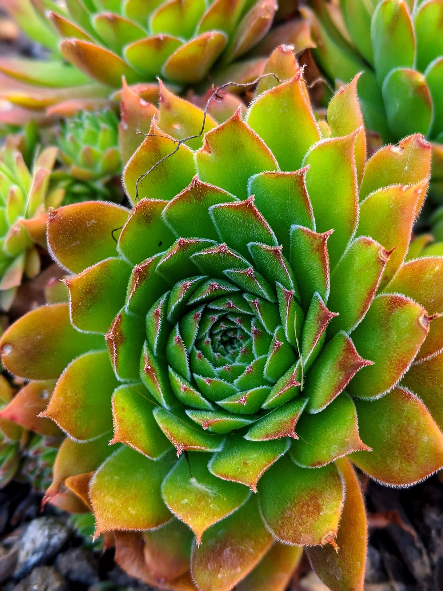 Sempervivum <br>HARDY CHICKS AND HENS MIX - Image 21
