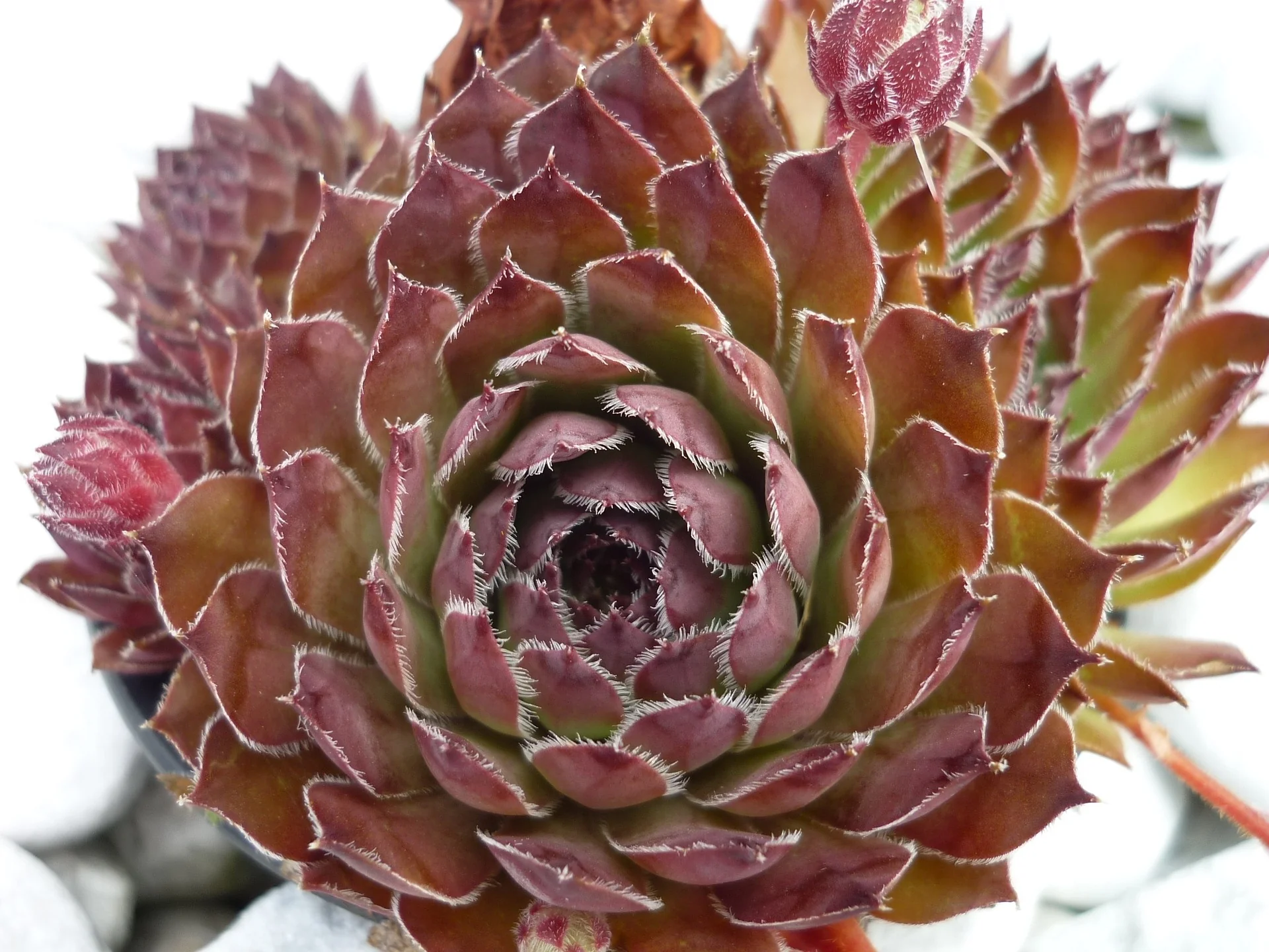 Sempervivum <br>HARDY CHICKS AND HENS MIX - Image 5