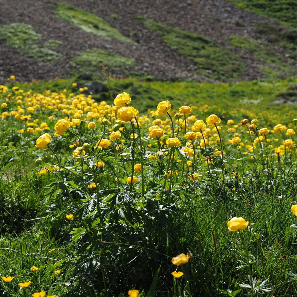 Trollius chinensis ledebouri <br>GLOBE FLOWER 'GOLDEN QUEEN', CHINESE GLOBEFLOWER