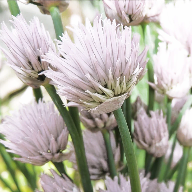Allium schoenoprasum <br>CHIVES MIX COLORS - Image 3