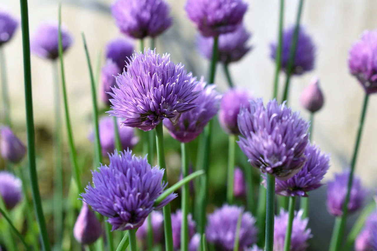 Allium schoenoprasum <br>CHIVES MIX COLORS - Image 4