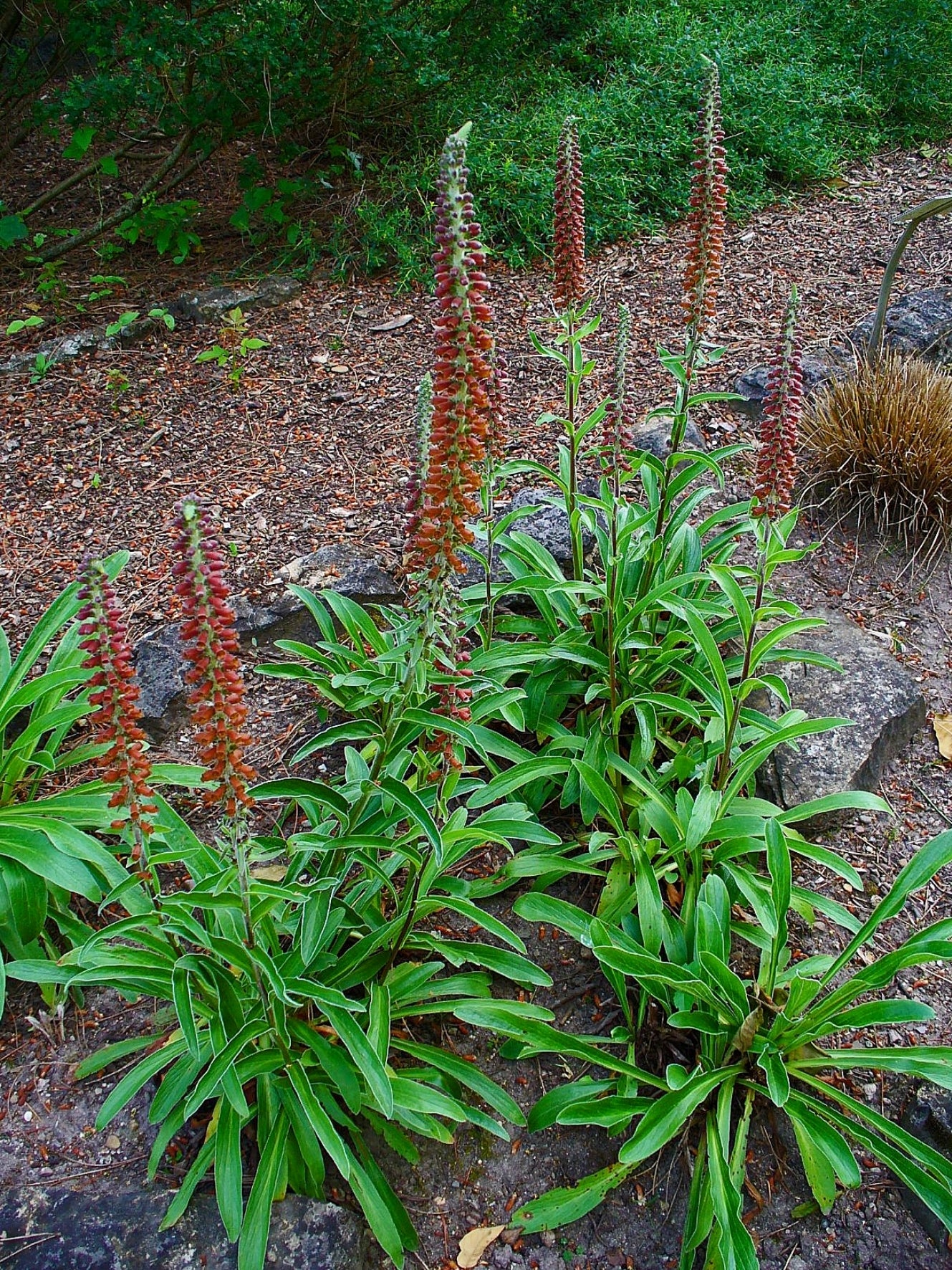 Digitalis parviflora <br>CHOCOLATE BROWN FOXGLOVE