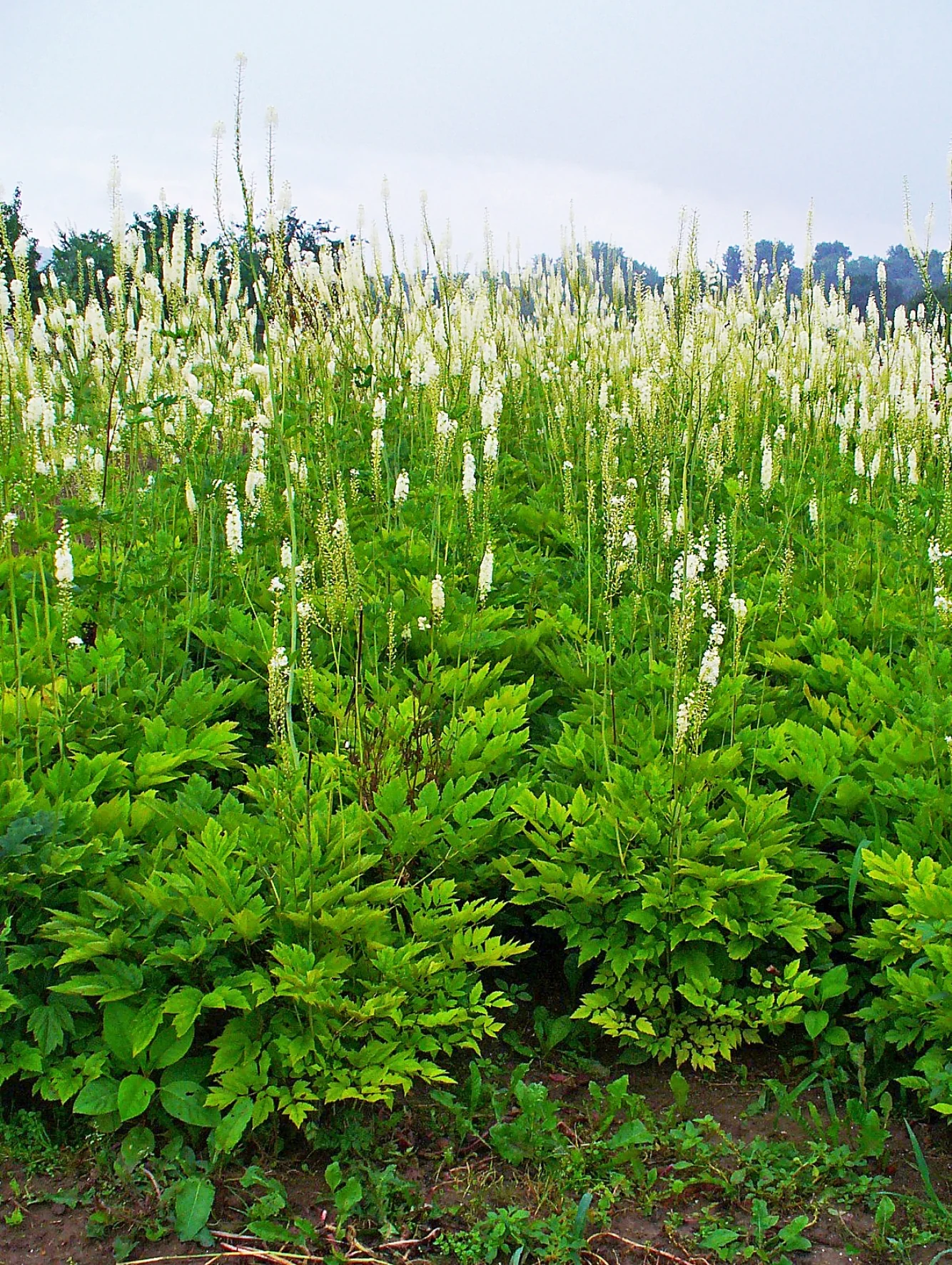 Cimicifuga racemosa, Actaea racemosa <br>BLACK COHOSH, SNAKEROOT, BUGBANE