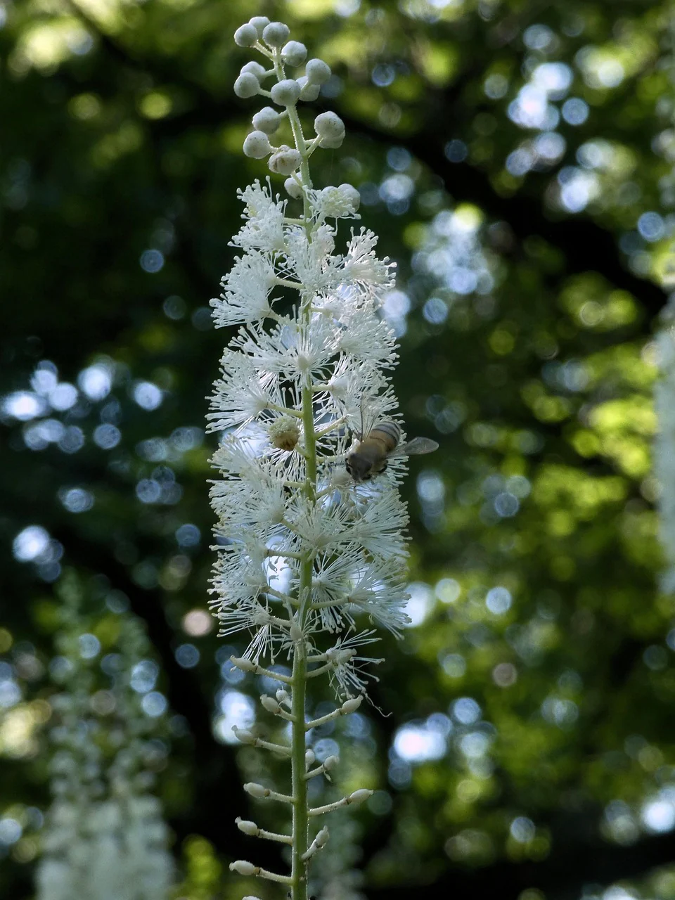 Cimicifuga racemosa, Actaea racemosa <br>BLACK COHOSH, SNAKEROOT, BUGBANE - Image 2