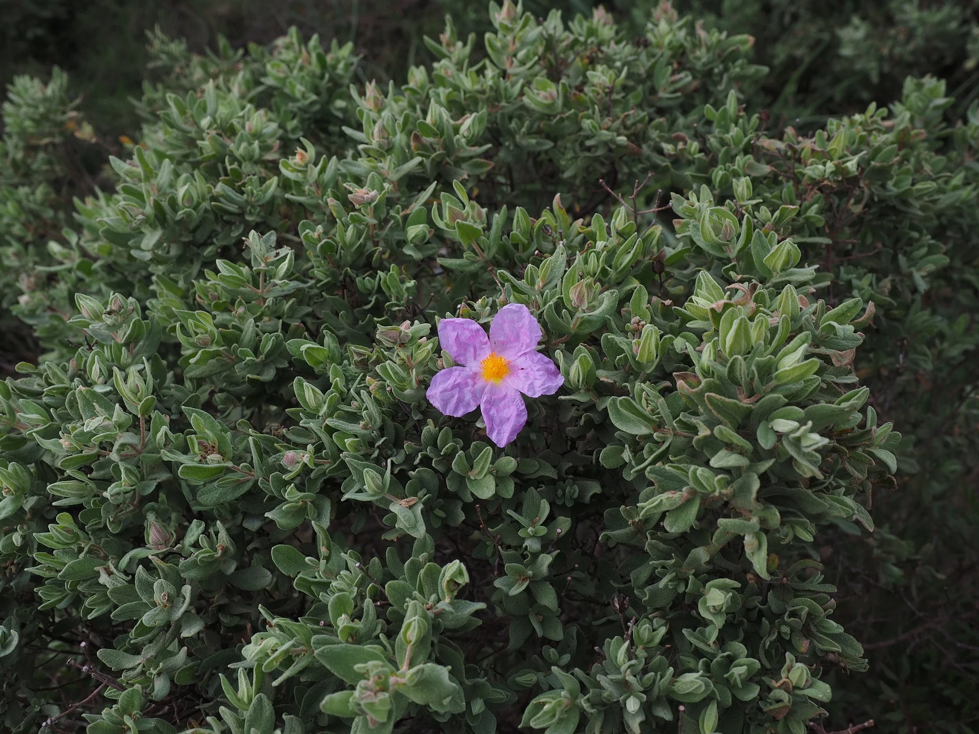 Cistus incanus tauricus <br>TAURIC ROCK ROSE, HOARY ROCK ROSE - Image 11