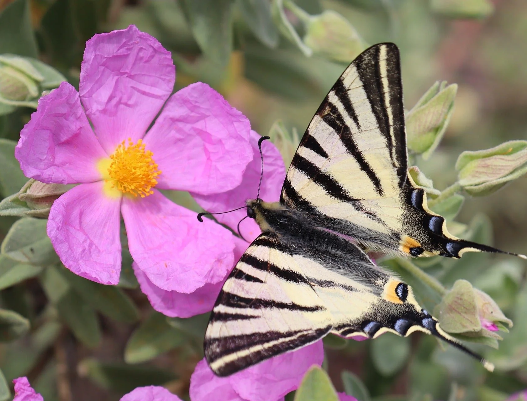 Cistus incanus tauricus <br>TAURIC ROCK ROSE, HOARY ROCK ROSE - Image 2