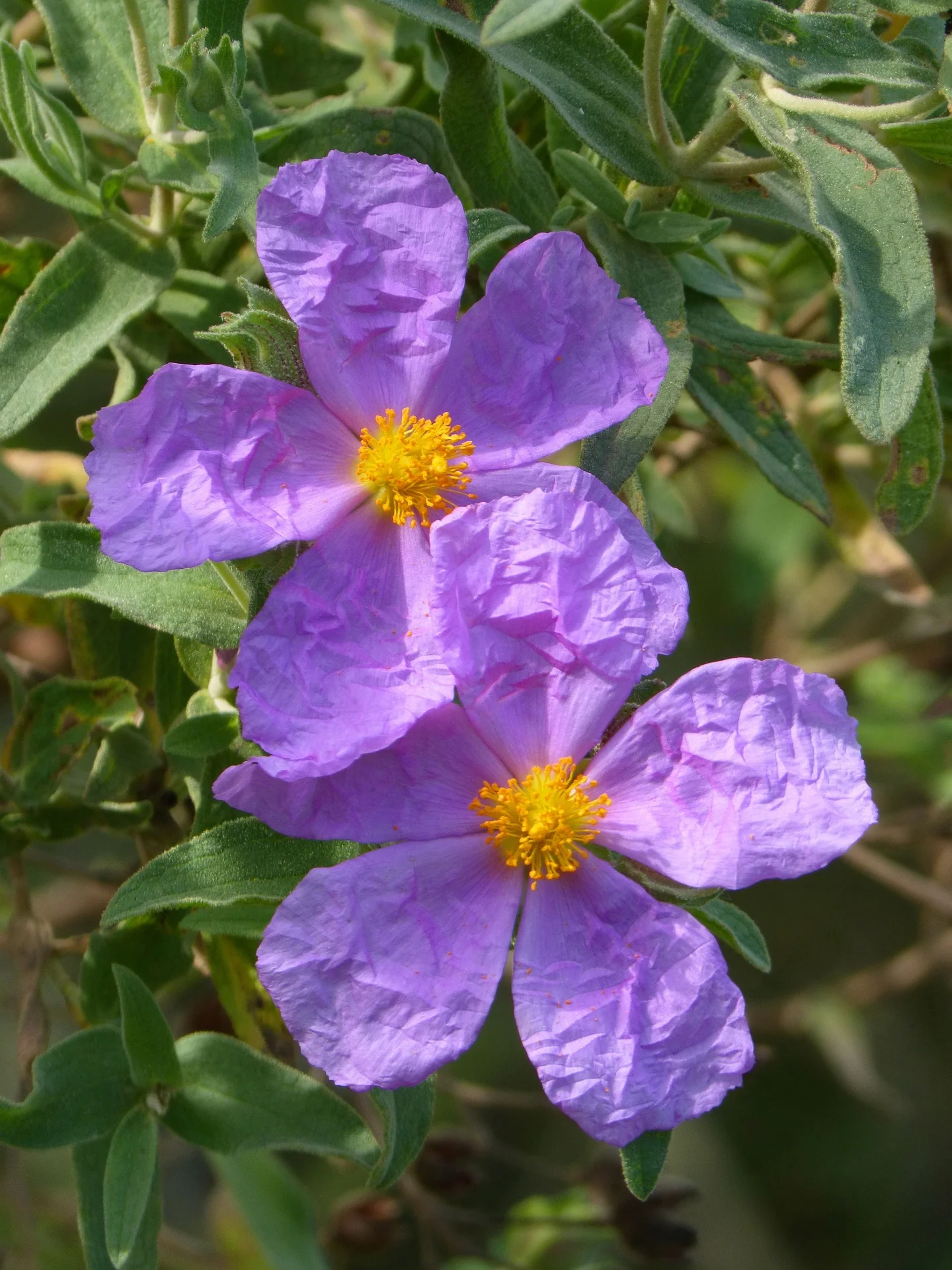 Cistus incanus tauricus <br>TAURIC ROCK ROSE, HOARY ROCK ROSE - Image 3