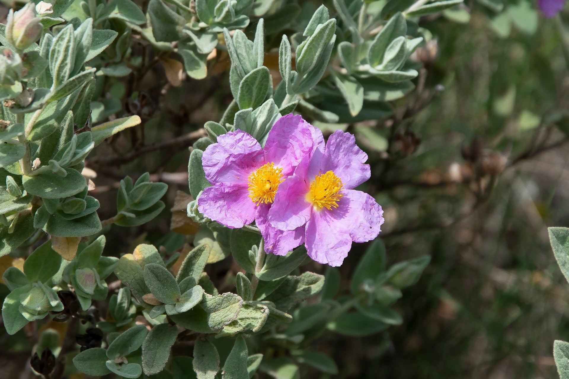 Cistus incanus tauricus <br>TAURIC ROCK ROSE, HOARY ROCK ROSE - Image 4