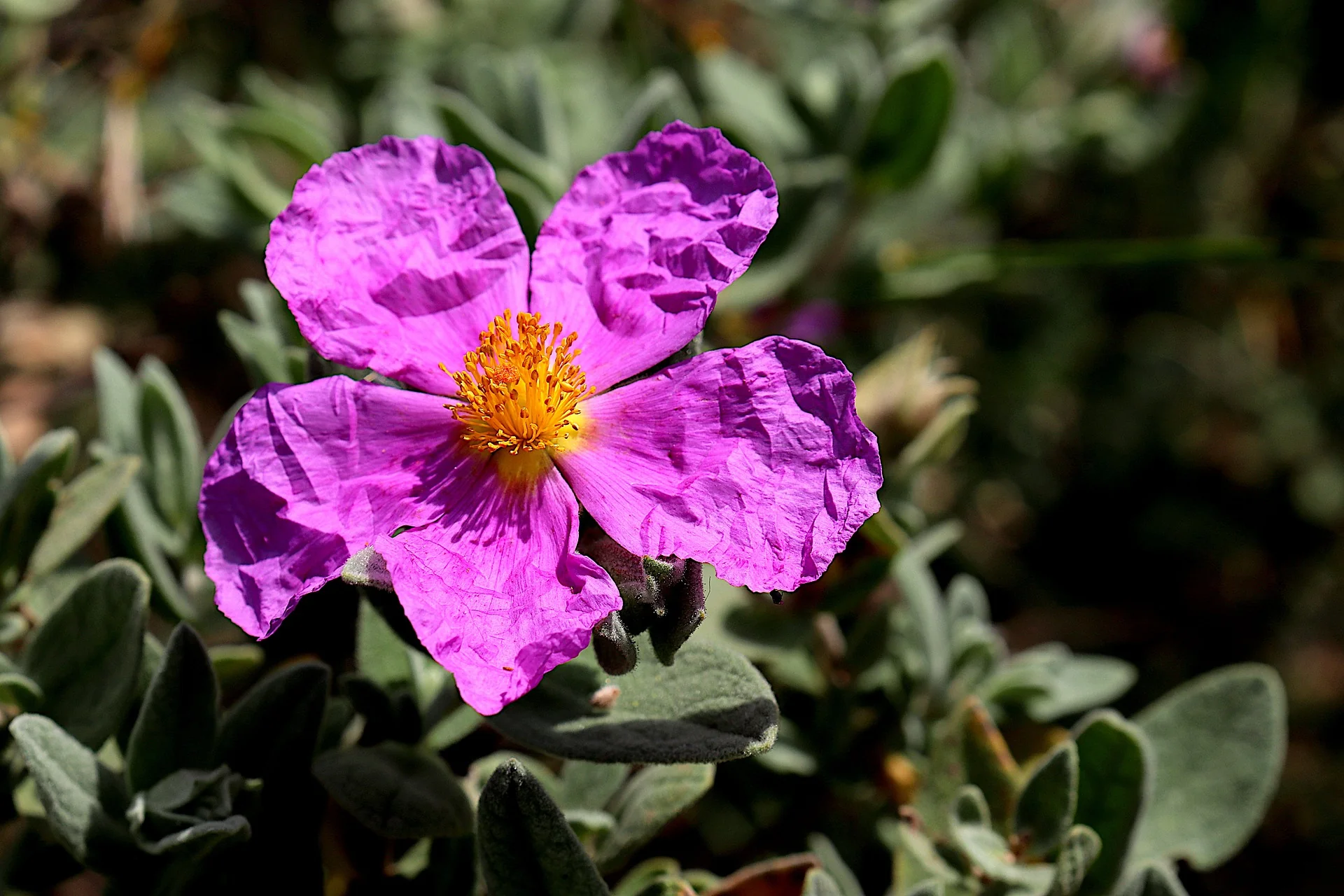 Cistus incanus tauricus <br>TAURIC ROCK ROSE, HOARY ROCK ROSE - Image 9