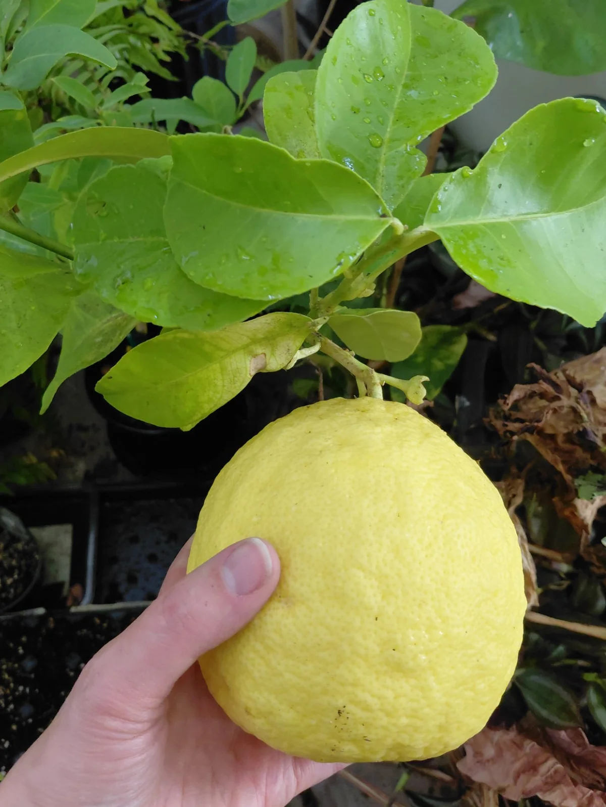 Citrus × pyriformis <br>LEMON PONDEROSA, Skierniewice Lemon - Image 2