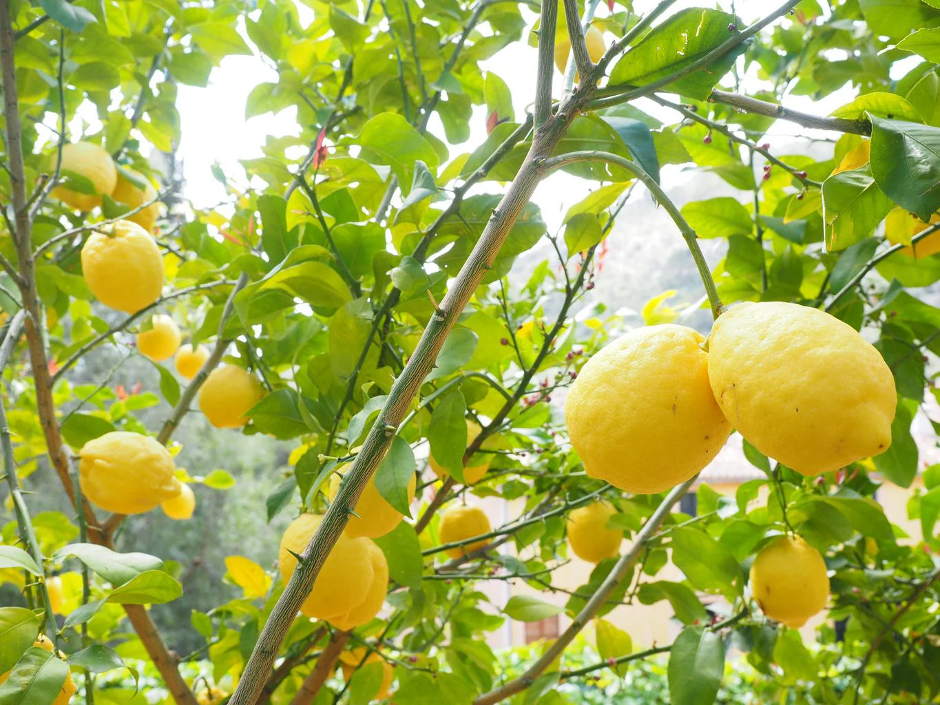 Citrus limon <br>LEMON - Image 2
